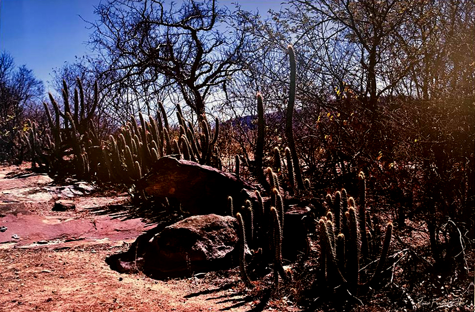 Atacama da Caatinga VIII